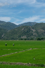 People working in rice field nha trang, vietnam, asia