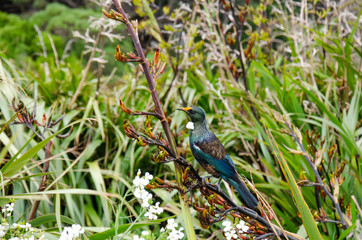 Tui bird in plants on mount victoria