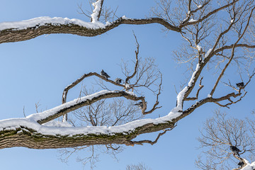 Pair of Gray pigeons with bright eyes and rainbow necks is on the tree in the park in winter