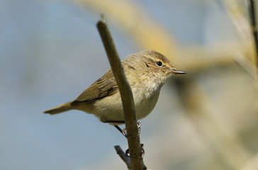 A pretty Chiffchaff, Phylloscopus collybita, perching on a branch of a tree in spring.