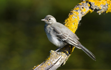 White wagtail, motacilla alba. A young bird sits on a beautiful old branch