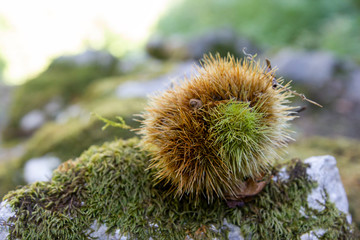 chestnut urchins in a chestnut wood