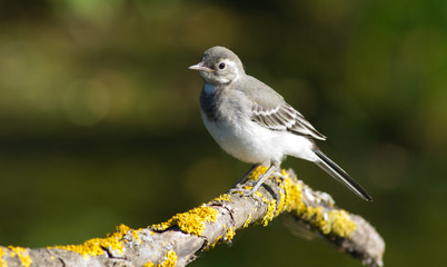 White wagtail, motacilla alba. A young bird sits on a beautiful old branch