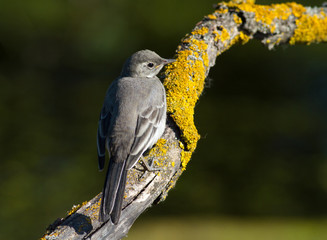 White wagtail, motacilla alba. A young bird sits on a beautiful old branch