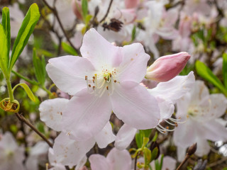 Royal azalea