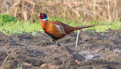 Pheasant, phasianus. Bird walks on a plowed field in the early morning