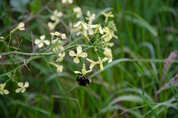 Bumblebee pollenating on flower in green grass