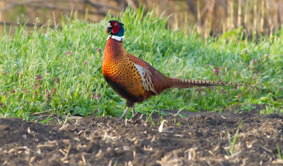 Pheasant, phasianus. Bird walks on a plowed field in the early morning