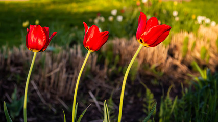 Fototapeta premium red tulips in spring