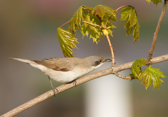 Lesser whitethroat, sylvia curruca. Bird eats insects