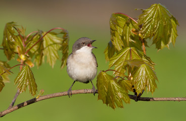 Lesser whitethroat, sylvia curruca. Bird sings sitting on a branch near the young leaves of a...