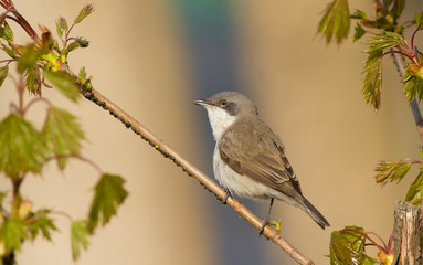 lesser whitethroat, sylvia curruca. A bird sits on a chestnut branch