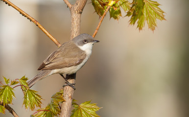 lesser whitethroat, sylvia curruca. A bird sits on a chestnut branch