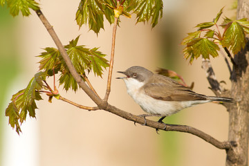 Lesser whitethroat, sylvia curruca. Bird sings sitting on a branch near the young leaves of a chestnut