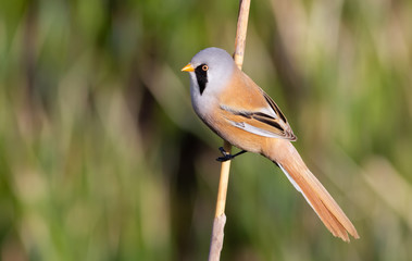 Bearded tit, panurus biarmicus. A male bird sits on a reed in the light of the morning sun