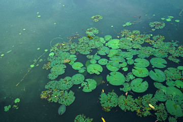 Obraz na płótnie Canvas Close up view of green lotus river