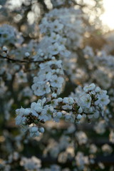 Blooming tree in the garden. Soft focus, blur
