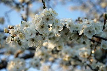 Fototapeta premium Blooming tree in the garden. Soft focus, blur