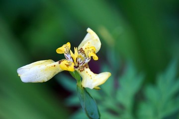 Gelbe Orchidee in Costa Rica