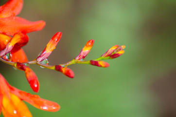 Drops of water on orange flowers in bloom. Sprintime