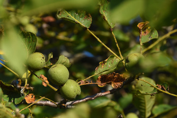 Obraz premium Fresh green walnuts on a walnut tree. Walnut tree full with a fruits of walnut