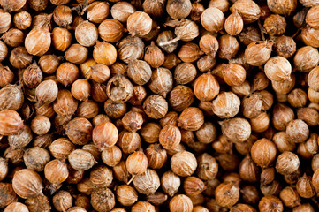 Coriander grains shot large on a wooden background. Background for spices and cuisine.