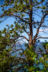 Canada, lake, mountain, landscape, water, nature, mountains, sky, blue, snow, view, forest, summer, panorama, reflection, travel, clouds, beautiful, park, green, alberta, scenic, scenery, cloud