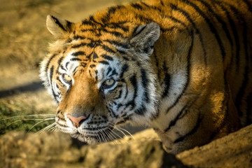 Fototapeta premium regard perçant d'un tigre en gros plan
