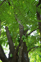 Close up view of natural green Averrhoa Bilimbi (Cucumber tree)