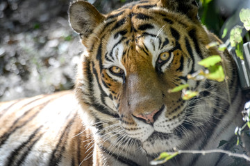 regard perçant d'un tigre en gros plan