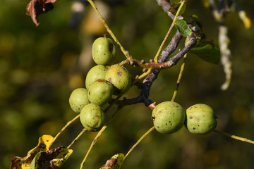 Fresh green walnuts on a walnut tree. Walnut tree full with a fruits of walnut