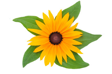 Top view of Rudbeckia  blooming flower with yellow petals and green leaves isolated on a white background in close-up.