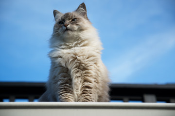 Pretty fluffy adult female lynx point cat sitting on the edge of a roof looking out with blue sky background.