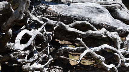 Verwitterte Wurzel von umgefallenen Baum, silbernes Holz in der Sonne