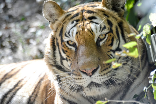regard per&ccedil;ant d'un tigre en gros plan
