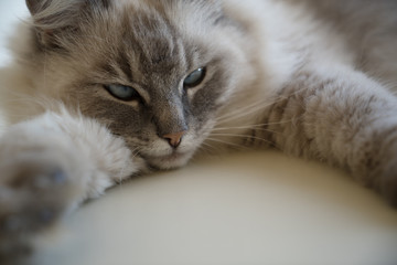 Close up of the face of a cute pretty fluffy adult female lynx point ragdoll cat with blue green...