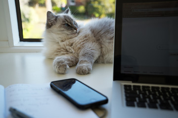 Cute pretty fluffy adult female lynx point ragdoll cat laying on a home office desk in front of a window, behind a laptop computer, notebook and mobile phone.