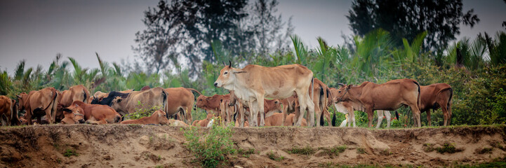 Naklejka na ściany i meble Cows milling around the river's edge on the Thu Bon River, Hoi An, Vietnam