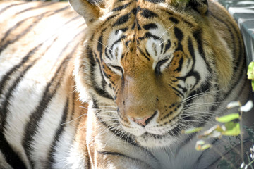 Fototapeta na wymiar regard perçant d'un tigre en gros plan