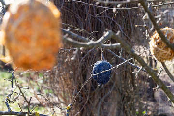 Colorful Easter eggs made of straw in the bush branches with the sun in the background.
