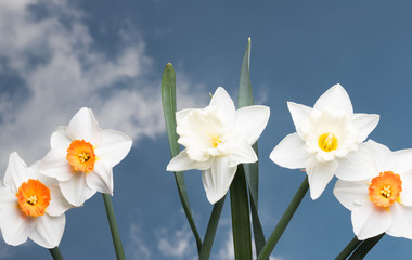 Daffodils with a blue and cloudy sky in the background, narcissus.
