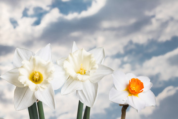 Daffodils with a blue and cloudy sky in the background, narcissus.