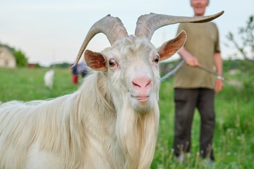 Funny old male goat with big horns looking at the camera