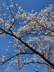 blooming cherry tree