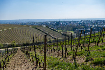 Fototapeta na wymiar Vineyard in the Rheingau (Kiedrich) with a village with a church and blue sky in the background during spring on a sunny day