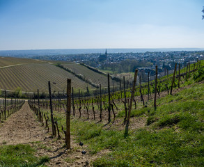 Fototapeta na wymiar Vineyard in the Rheingau (Kiedrich) with a village with a church and blue sky in the background during spring on a sunny day