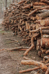 a huge number of felled trees in a pile,