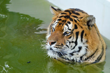 Fototapeta na wymiar tigre se relaxant dans un bassin avec le regard gentil