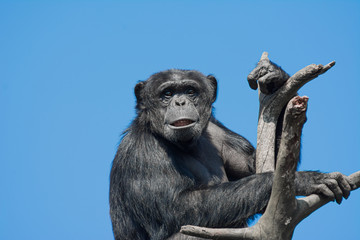 portrait of an ape sitting on a branch of a tree