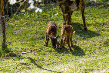 adorable, agriculture, animal, baby, brown, brown sheep, countryside, cute, depth of field, domesticated, eyes, farm, farmer, farming, farmland, field, foreground, fur, goat, grass, grazing, green, he